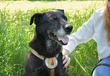 ZURLY, Hund, Mischlingshund in Großenaspe - Bild 1