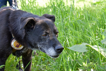 ZURLY, Hund, Mischlingshund in Großenaspe - Bild 2