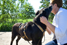 ZURLY, Hund, Mischlingshund in Großenaspe - Bild 7