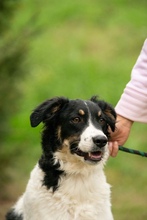 FLUFFY, Hund, Mischlingshund in Marsberg - Bild 10