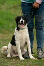 FLUFFY, Hund, Mischlingshund in Marsberg - Bild 18