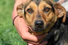 CUTEY, Hund, Dackel-Mix in Lohra-Reimershausen - Bild 1