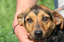 CUTEY, Hund, Dackel-Mix in Lohra-Reimershausen - Bild 2