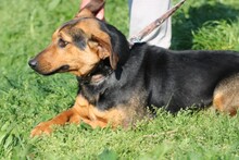 CUTEY, Hund, Dackel-Mix in Lohra-Reimershausen - Bild 3