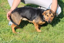 CUTEY, Hund, Dackel-Mix in Lohra-Reimershausen - Bild 5