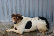 VELA, Hund, Pinscher-Mix in Lohra-Reimershausen - Bild 2