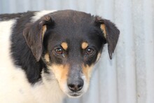 BIA, Hund, Pinscher-Mix in Lohra-Reimershausen - Bild 1