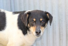 BIA, Hund, Pinscher-Mix in Lohra-Reimershausen - Bild 2