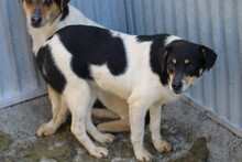 BIA, Hund, Pinscher-Mix in Lohra-Reimershausen - Bild 4