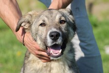 BAISEL, Hund, Mischlingshund in Rumänien - Bild 2