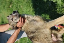 BAISEL, Hund, Mischlingshund in Rumänien - Bild 4