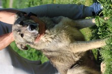 BAISEL, Hund, Mischlingshund in Rumänien - Bild 5