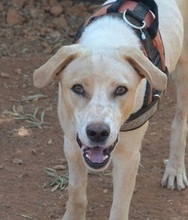 BIANCO, Hund, Mischlingshund in Griechenland - Bild 1