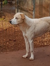 BIANCO, Hund, Mischlingshund in Griechenland - Bild 2