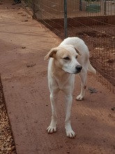 BIANCO, Hund, Mischlingshund in Griechenland - Bild 3