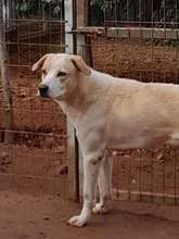 BIANCO, Hund, Mischlingshund in Griechenland - Bild 4