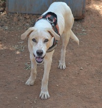 BIANCO, Hund, Mischlingshund in Griechenland - Bild 8