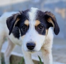 CASSIE, Hund, Mischlingshund in Griechenland - Bild 12