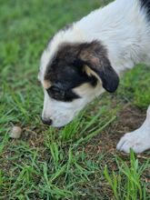 CASSIE, Hund, Mischlingshund in Griechenland - Bild 15