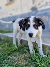 CASSIE, Hund, Mischlingshund in Griechenland - Bild 16