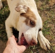 ALINAGIRL, Hund, Mischlingshund in Griechenland