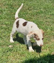 ALINAGIRL, Hund, Mischlingshund in Griechenland - Bild 13