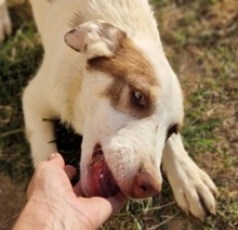 ALINAGIRL, Hund, Mischlingshund in Griechenland - Bild 4