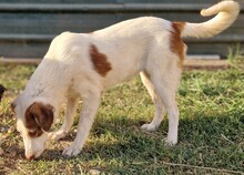 ALINAGIRL, Hund, Mischlingshund in Griechenland - Bild 6