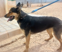 JUNIO, Hund, Deutscher Schäferhund-Mix in Spanien - Bild 2