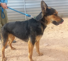 JUNIO, Hund, Deutscher Schäferhund-Mix in Spanien - Bild 4