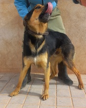JUNIO, Hund, Deutscher Schäferhund-Mix in Spanien - Bild 6