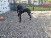 NERONE, Hund, Deutsche Dogge-Mix in Italien - Bild 2