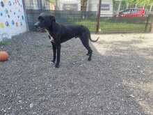 NERONE, Hund, Deutsche Dogge-Mix in Italien - Bild 4