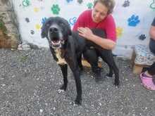 NERONE, Hund, Deutsche Dogge-Mix in Italien - Bild 5