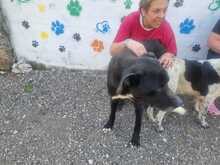 NERONE, Hund, Deutsche Dogge-Mix in Italien - Bild 6