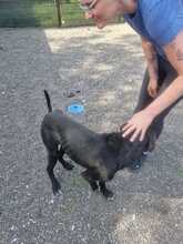 NERONE, Hund, Deutsche Dogge-Mix in Italien - Bild 7