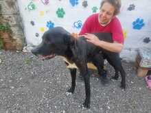 NERONE, Hund, Deutsche Dogge-Mix in Italien - Bild 8