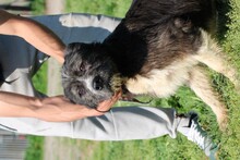 BONO, Hund, Mischlingshund in Rumänien - Bild 2