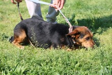 PATIO, Hund, Dackel-Mix in Rumänien - Bild 2