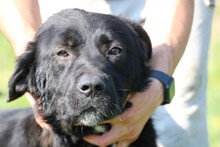 BOBOS, Hund, Labrador-Neufundländer-Mix in Rumänien - Bild 1