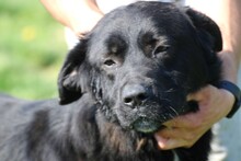 BOBOS, Hund, Labrador-Neufundländer-Mix in Rumänien - Bild 3