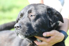 BOBOS, Hund, Labrador-Neufundländer-Mix in Rumänien - Bild 4