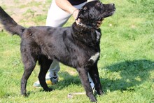 BOBOS, Hund, Labrador-Neufundländer-Mix in Rumänien - Bild 5