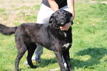 BOBOS, Hund, Labrador-Neufundländer-Mix in Rumänien - Bild 6