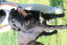 BOBOS, Hund, Labrador-Neufundländer-Mix in Rumänien - Bild 7