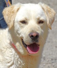 JEFF, Hund, Labrador-Mix in Rumänien - Bild 1