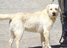 JEFF, Hund, Labrador-Mix in Rumänien - Bild 2