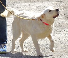 JEFF, Hund, Labrador-Mix in Rumänien - Bild 3