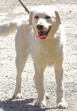 JEFF, Hund, Labrador-Mix in Rumänien - Bild 4