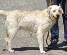 JEFF, Hund, Labrador-Mix in Rumänien - Bild 5